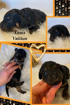 F1b Cockapoo Puppies - Photo 2