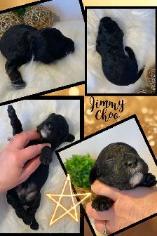 F1b Cockapoo Puppies - Photo 3