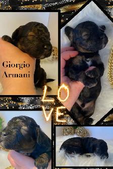 F1b Cockapoo Puppies - Photo 4