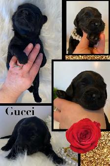 F1b Cockapoo Puppies - Photo 5