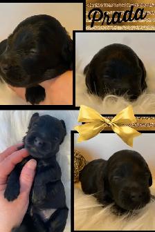 F1b Cockapoo Puppies - Photo 6