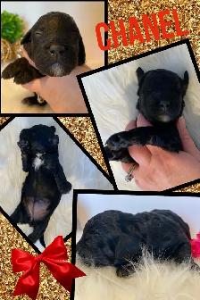 F1b Cockapoo Puppies - Photo 7