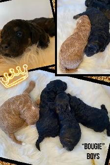 F1b Cockapoo Puppies - Photo 8