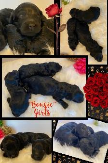 F1b Cockapoo Puppies - Photo 9