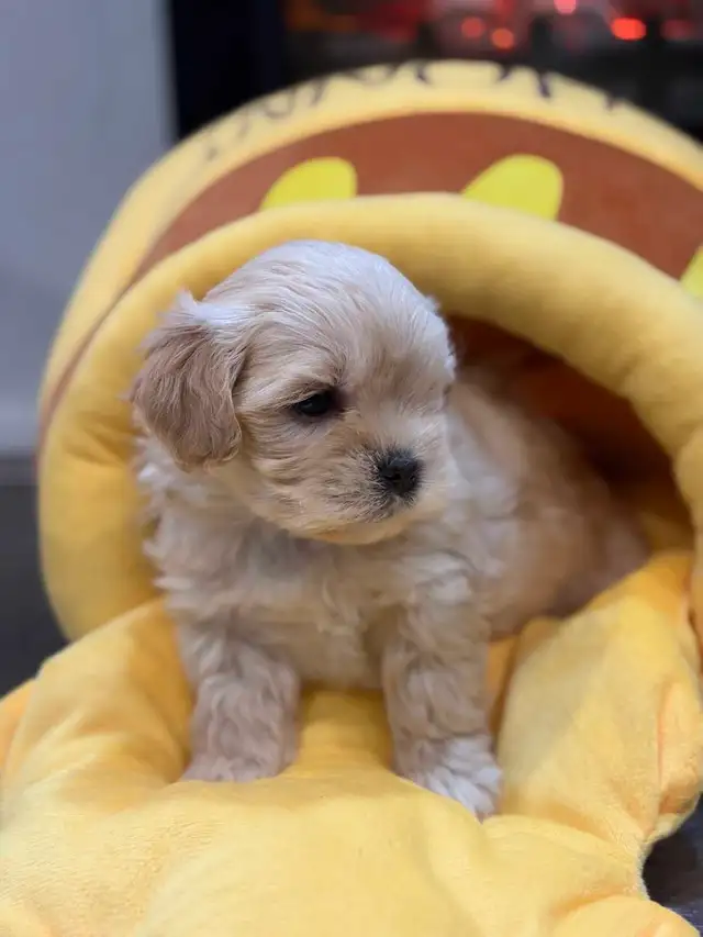 Small Loving Maltipoo Puppies-Ready Now !