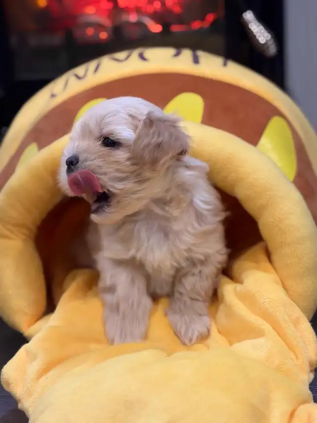 Small Loving Maltipoo Puppies-Ready Now ! - Photo 2