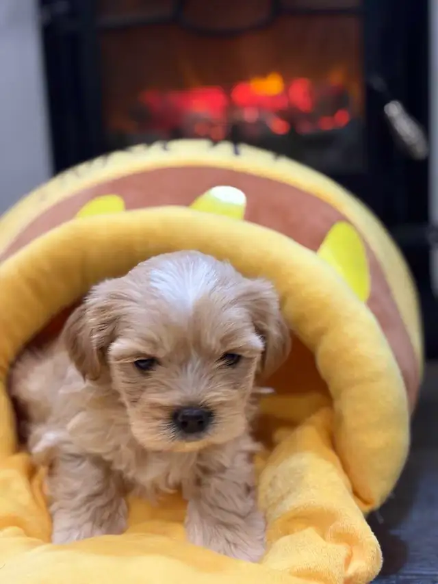 Small Loving Maltipoo Puppies-Ready Now ! - Photo 3