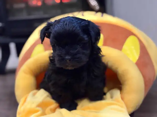 Small Loving Maltipoo Puppies-Ready Now ! - Photo 5