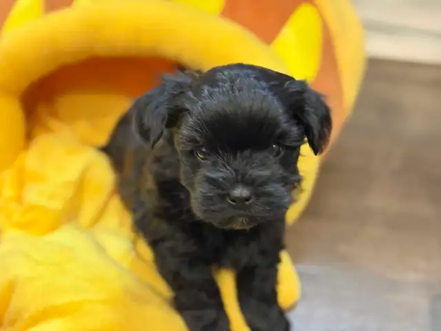 Small Loving Maltipoo Puppies-Ready Now ! - Photo 6