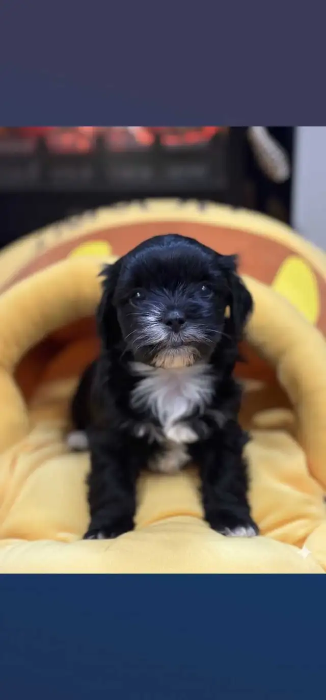 Small Loving Maltipoo Puppies-Ready Now ! - Photo 7