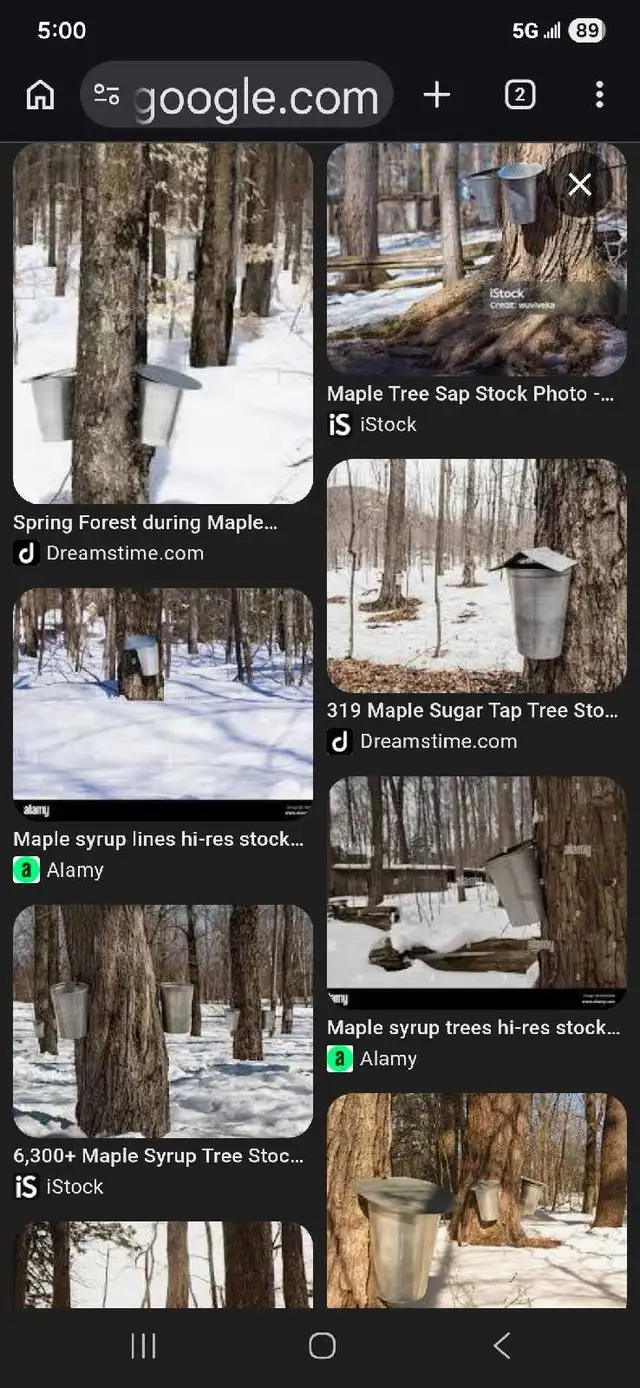 Looking for maple trees to tap