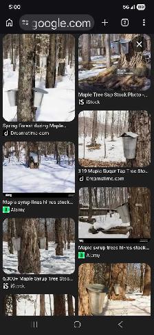 Looking for maple trees to tap