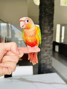conures handtame and super friendly - Photo 3