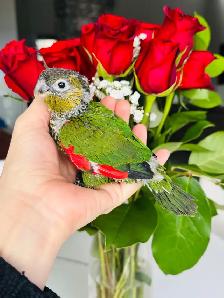 conures handtame and super friendly - Photo 4