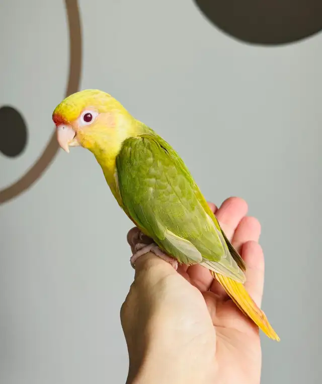 conures handtame and super friendly - Photo 7