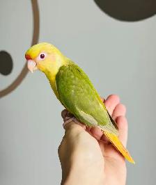 conures handtame and super friendly - Photo 7
