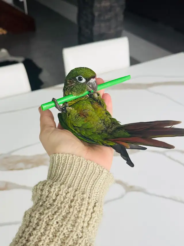 handfed and handtame conure babies - Photo 6