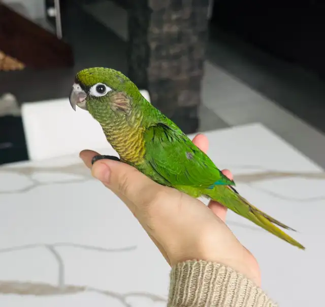 handfed and handtame conure babies - Photo 7