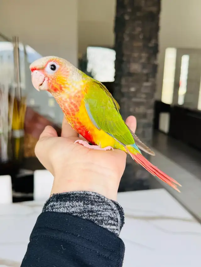 handtame and super friendly conures