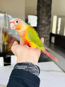 handtame and super friendly conures