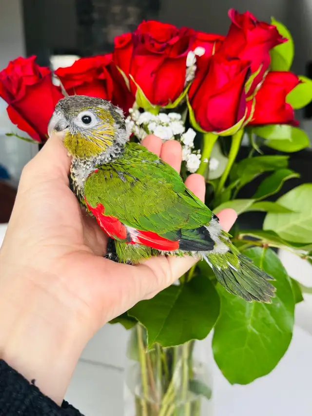 handtame and super friendly conures - Photo 4