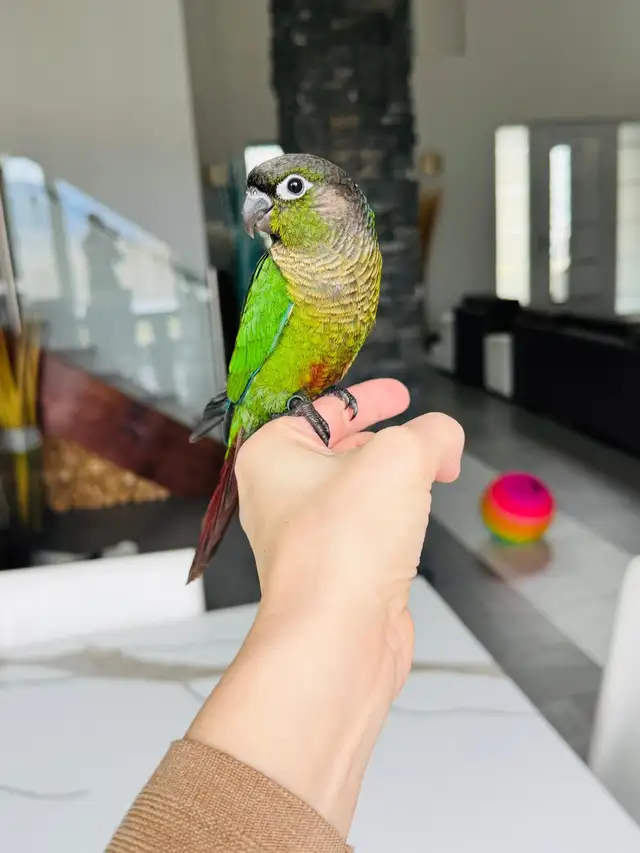 handtame and super friendly conures - Photo 5