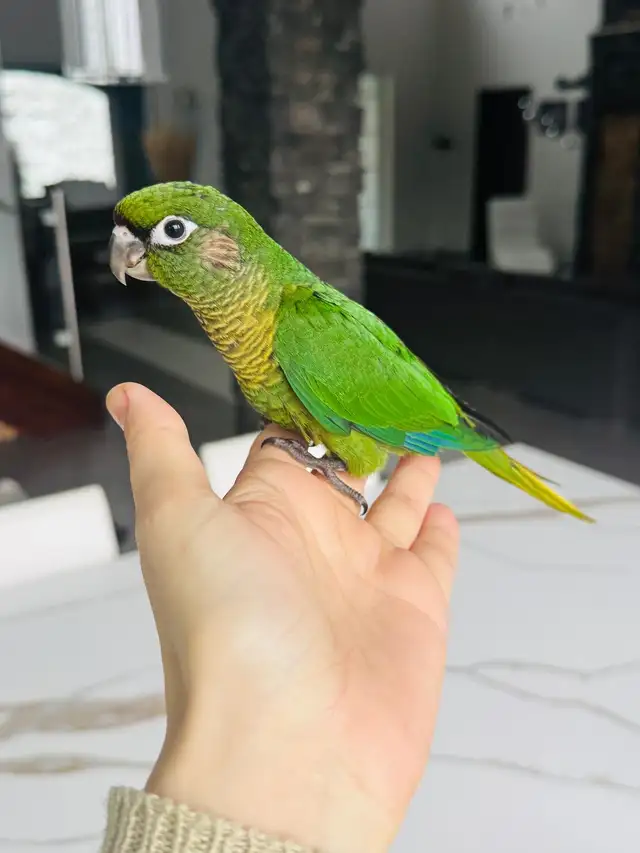 handtame and super friendly conures - Photo 9