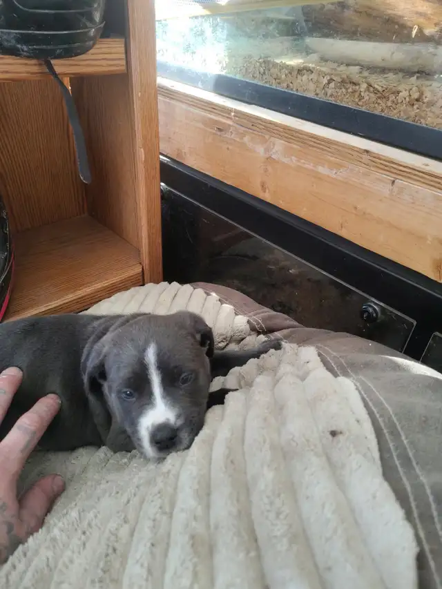 smart loving ❤️large breed