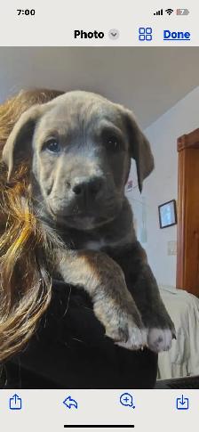 smart loving ❤️large breed - Photo 2