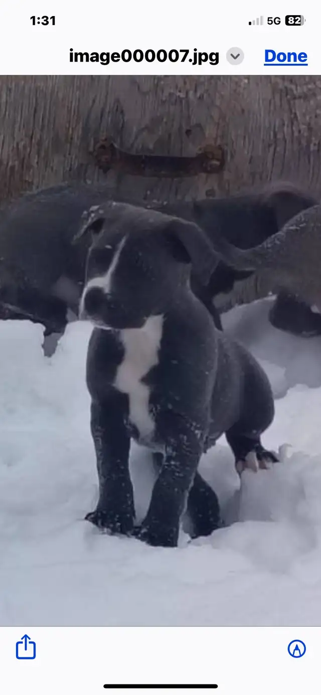 smart loving ❤️large breed - Photo 3