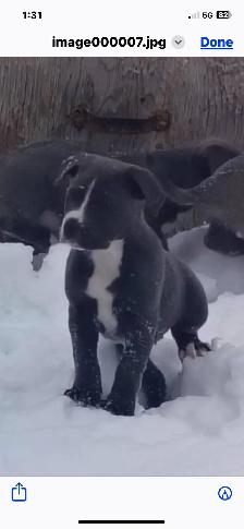 smart loving ❤️large breed - Photo 3