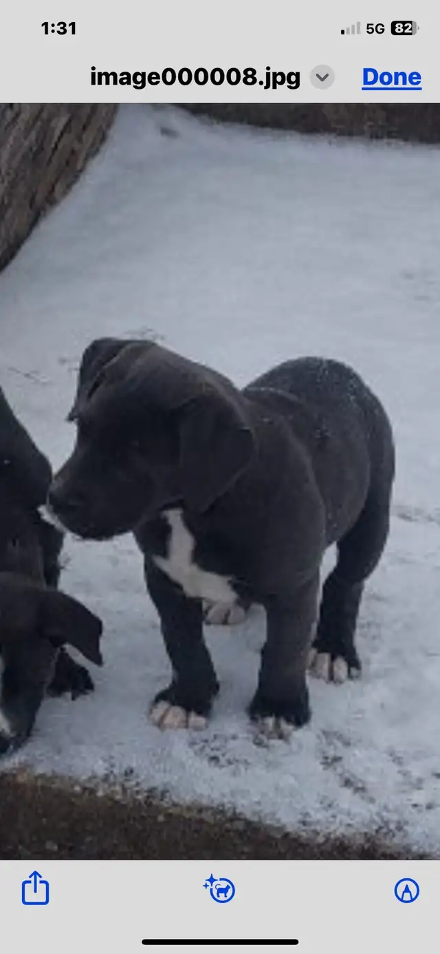 smart loving ❤️large breed - Photo 4