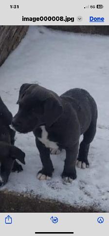 smart loving ❤️large breed - Photo 4