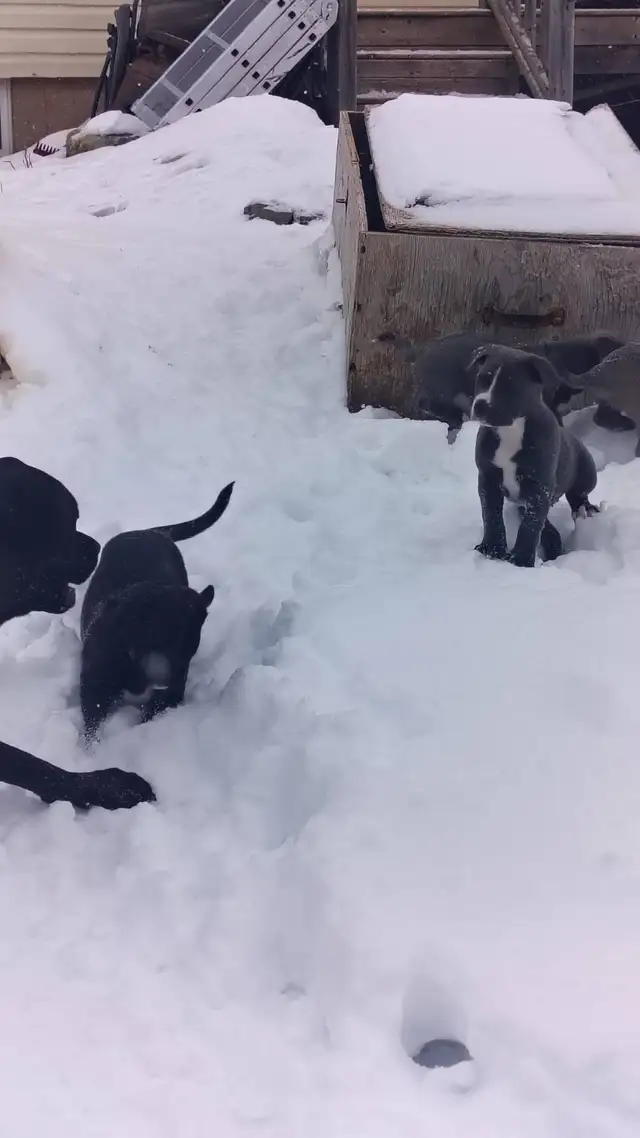 smart loving ❤️large breed - Photo 5