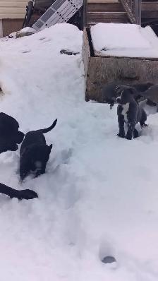 smart loving ❤️large breed - Photo 5