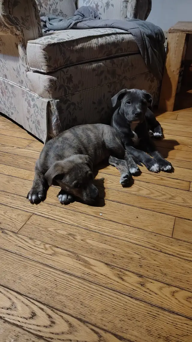 smart loving ❤️large breed - Photo 6