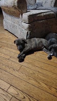 smart loving ❤️large breed - Photo 7