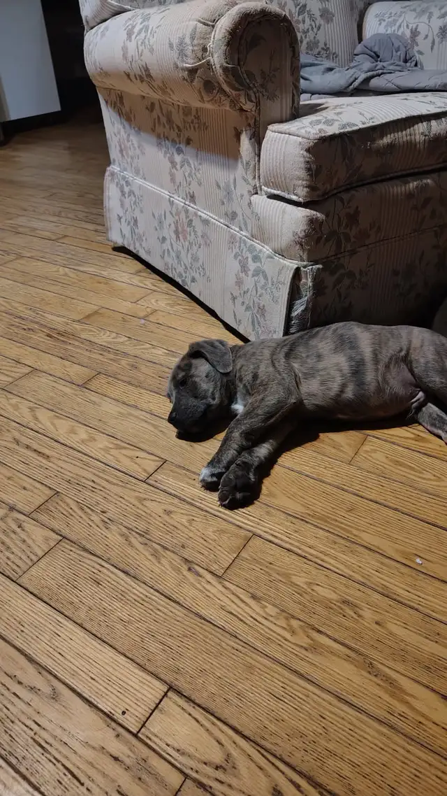 smart loving ❤️large breed - Photo 8