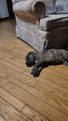 smart loving ❤️large breed - Photo 8