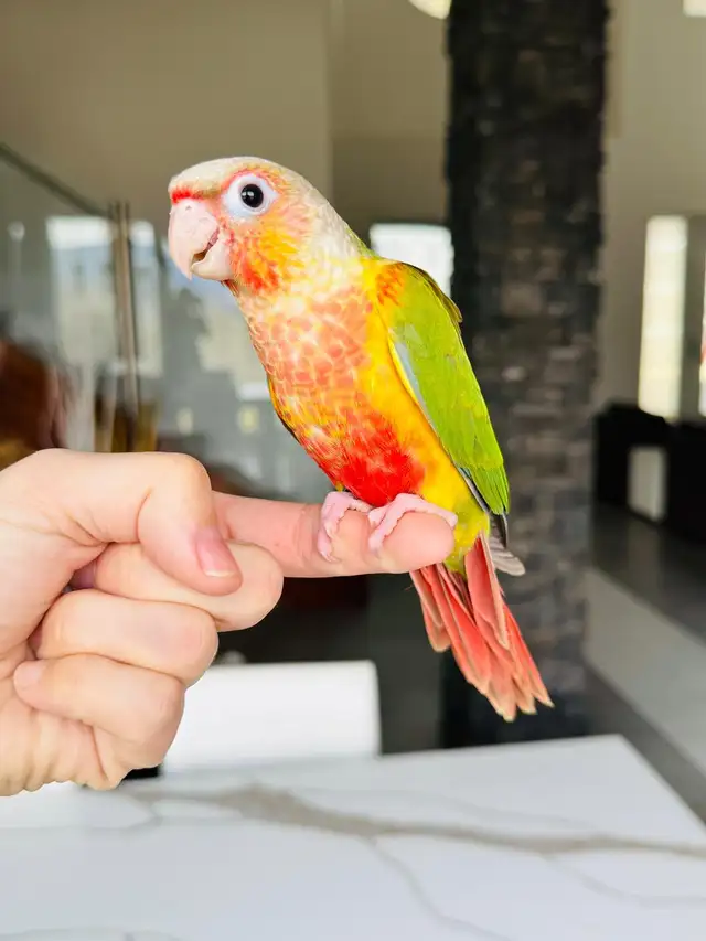 super friendly and handtame conure babies - Photo 2