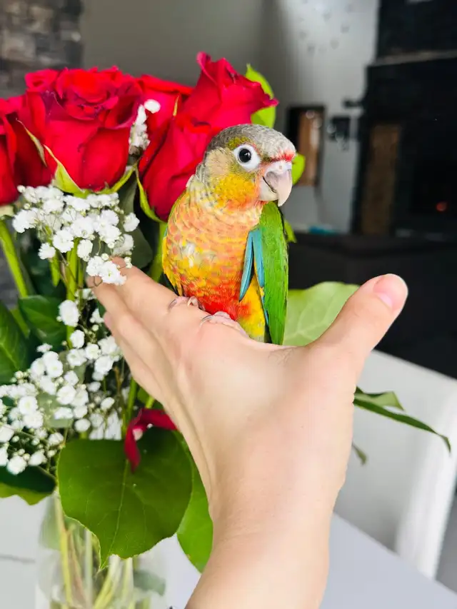 super friendly and handtame conure babies - Photo 5