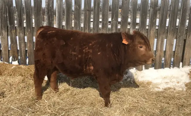 Yearling bulls - Photo 2