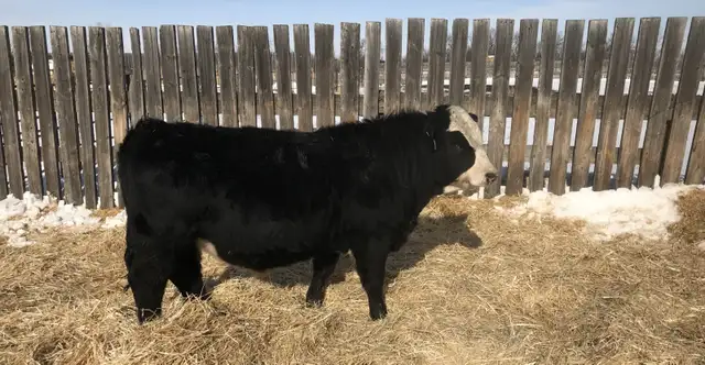 Yearling bulls - Photo 3