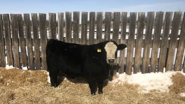 Yearling bulls - Photo 4