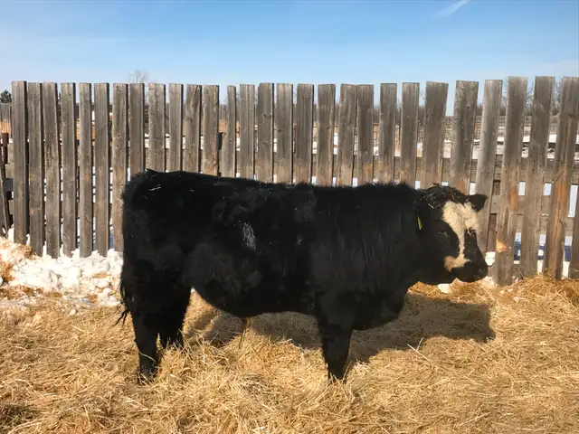 Yearling bulls - Photo 5