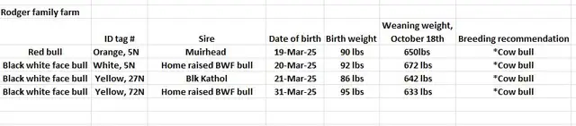 Yearling bulls - Photo 6