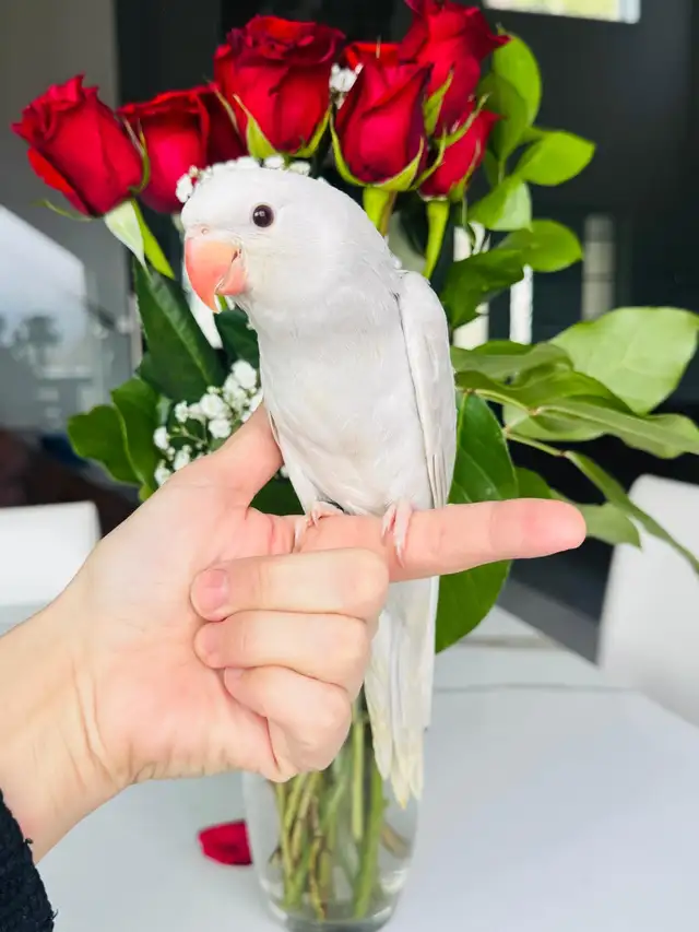 handfed and handtame Indian ringneck