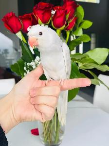 handfed and handtame Indian ringneck