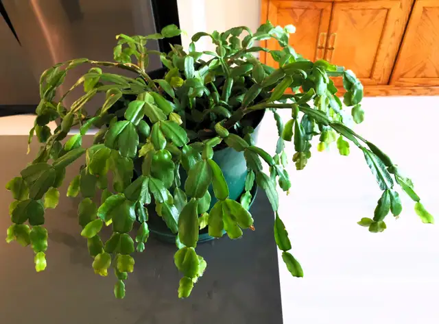 Schlumbergera Truncata