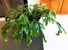 Schlumbergera Truncata